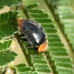 Cryptolaemus montrouzieri at Dawson Street Gardens - 29 Feb 2024