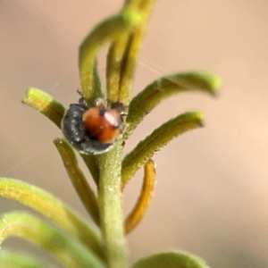 Cryptolaemus montrouzieri at Dawson Street Gardens - 29 Feb 2024 08:30 AM