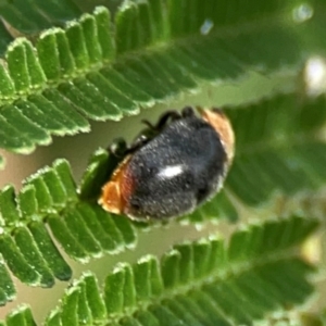 Cryptolaemus montrouzieri at Dawson Street Gardens - 29 Feb 2024 08:30 AM