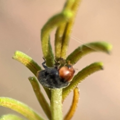 Cryptolaemus montrouzieri at Dawson Street Gardens - 29 Feb 2024 08:30 AM