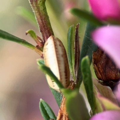 Ellipsidion australe at Curtin, ACT - 28 Feb 2024 by Hejor1