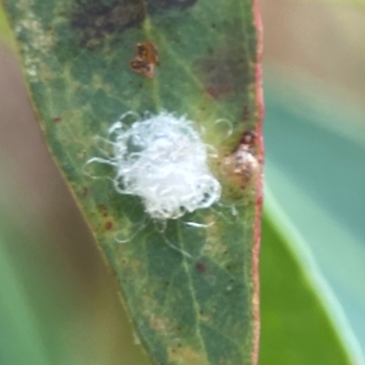 Unidentified Psyllid, lerp, aphid or whitefly (Hemiptera, several families) at Curtin, ACT - 28 Feb 2024 by Hejor1