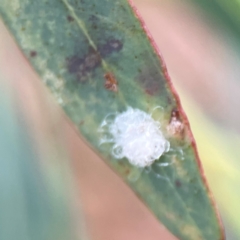 Glycaspis sp. (genus) at Dawson Street Gardens - 29 Feb 2024 08:59 AM