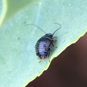 Ellipsidion australe at Dawson Street Gardens - 29 Feb 2024 08:39 AM