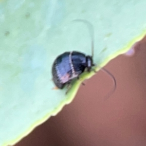 Ellipsidion australe at Dawson Street Gardens - 29 Feb 2024 08:39 AM