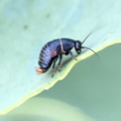 Ellipsidion australe at Dawson Street Gardens - 29 Feb 2024