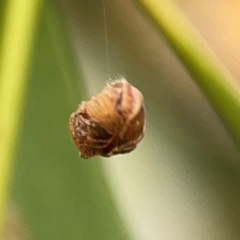 Dolophones sp. (genus) at Curtin, ACT - 29 Feb 2024 08:59 AM