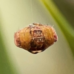 Dolophones sp. (genus) at Curtin, ACT - 29 Feb 2024 08:59 AM