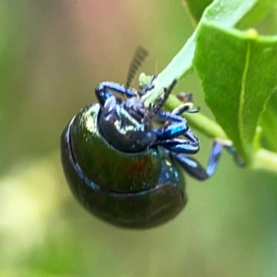 Callidemum hypochalceum (Hop-bush leaf beetle) at Curtin, ACT - 28 Feb 2024 by Hejor1