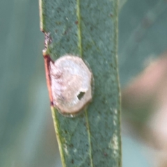Unidentified Psyllid, lerp, aphid or whitefly (Hemiptera, several families) at Curtin, ACT - 28 Feb 2024 by Hejor1