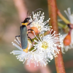 Chauliognathus lugubris (Plague Soldier Beetle) at Curtin, ACT - 28 Feb 2024 by Hejor1