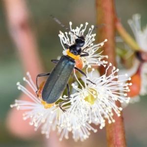 Chauliognathus lugubris at Dawson Street Gardens - 29 Feb 2024