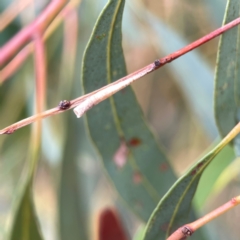 Chaetophyes compacta (Tube spittlebug) at Dawson Street Gardens - 29 Feb 2024 by Hejor1