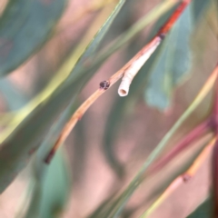 Chaetophyes compacta at Dawson Street Gardens - 29 Feb 2024