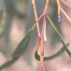 Chaetophyes compacta at Dawson Street Gardens - 29 Feb 2024