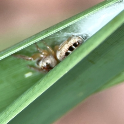 Opisthoncus sexmaculatus (Six-marked jumping spider) at Dawson Street Gardens - 28 Feb 2024 by Hejor1