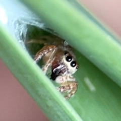 Opisthoncus sexmaculatus at Dawson Street Gardens - 29 Feb 2024