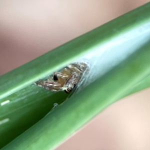 Opisthoncus sexmaculatus at Dawson Street Gardens - 29 Feb 2024