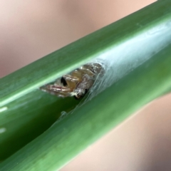 Opisthoncus sexmaculatus at Dawson Street Gardens - 29 Feb 2024