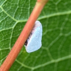 Anzora unicolor (Grey Planthopper) at Dawson Street Gardens - 28 Feb 2024 by Hejor1