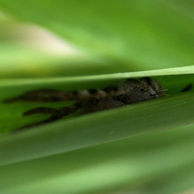 Isopeda or Isopedella sp. (genus) at Curtin, ACT - 28 Feb 2024 by Hejor1