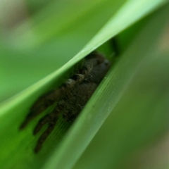 Isopeda or Isopedella sp. (genus) at Dawson Street Gardens - 29 Feb 2024