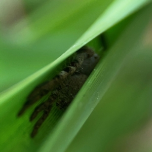 Isopeda or Isopedella sp. (genus) at Dawson Street Gardens - 29 Feb 2024