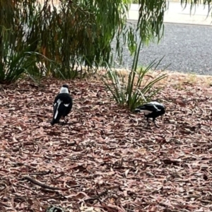 Gymnorhina tibicen at Dawson Street Gardens - 29 Feb 2024