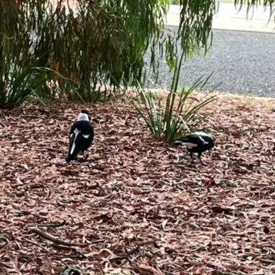 Gymnorhina tibicen (Australian Magpie) at Dawson Street Gardens - 28 Feb 2024 by Hejor1