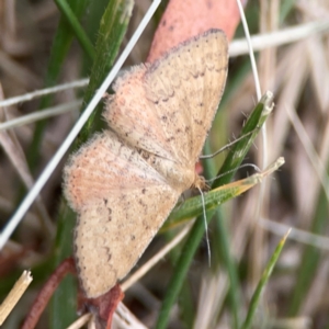 Scopula rubraria at Dawson Street Gardens - 29 Feb 2024