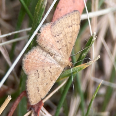 Scopula rubraria (Reddish Wave, Plantain Moth) at Curtin, ACT - 28 Feb 2024 by Hejor1