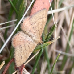 Scopula rubraria at Dawson Street Gardens - 29 Feb 2024