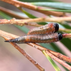 Pterygophorus cinctus (Bottlebrush sawfly) at Dawson Street Gardens - 29 Feb 2024 by Hejor1