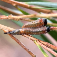 Pterygophorus cinctus (Bottlebrush sawfly) at Curtin, ACT - 28 Feb 2024 by Hejor1