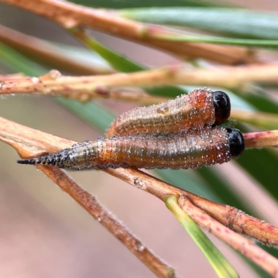 Pterygophorus cinctus (Bottlebrush sawfly) at Dawson Street Gardens - 29 Feb 2024 by Hejor1