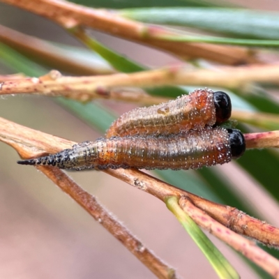 Pterygophorus cinctus (Bottlebrush sawfly) at Dawson Street Gardens - 28 Feb 2024 by Hejor1