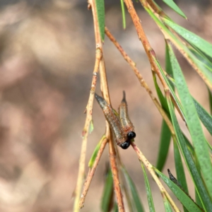 Pterygophorus cinctus at Dawson Street Gardens - 29 Feb 2024 09:39 AM