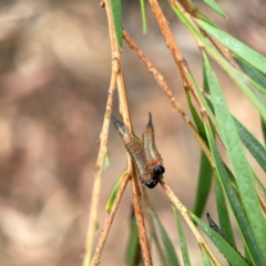 Pterygophorus cinctus at Dawson Street Gardens - 29 Feb 2024 09:39 AM