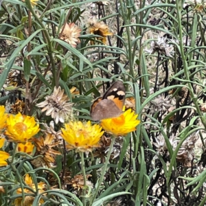 Heteronympha merope at Dawson Street Gardens - 29 Feb 2024 09:53 AM