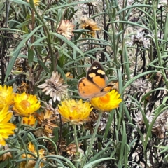 Heteronympha merope at Dawson Street Gardens - 29 Feb 2024