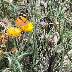 Heteronympha merope at Dawson Street Gardens - 29 Feb 2024 09:53 AM