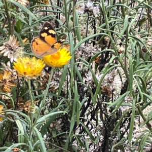 Heteronympha merope at Dawson Street Gardens - 29 Feb 2024 09:53 AM