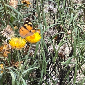 Heteronympha merope at Dawson Street Gardens - 29 Feb 2024 09:53 AM