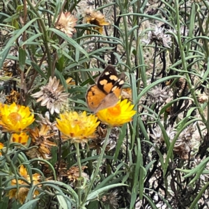 Heteronympha merope at Dawson Street Gardens - 29 Feb 2024 09:53 AM