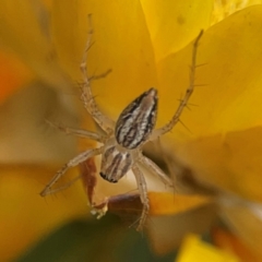 Oxyopes (genus) (Lynx spider) at Dawson Street Gardens - 29 Feb 2024 by Hejor1