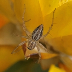 Oxyopes sp. (genus) (Lynx spider) at Curtin, ACT - 28 Feb 2024 by Hejor1