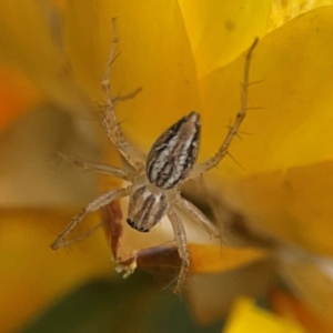 Oxyopes sp. (genus) at Dawson Street Gardens - 29 Feb 2024