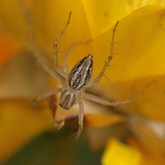 Oxyopes sp. (genus) at Dawson Street Gardens - 29 Feb 2024