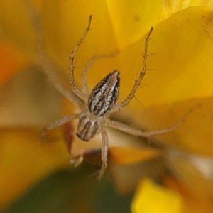 Oxyopes sp. (genus) at Dawson Street Gardens - 29 Feb 2024 09:55 AM