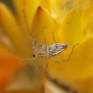 Oxyopes sp. (genus) at Dawson Street Gardens - 29 Feb 2024 09:55 AM